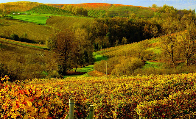 le langhe di Naldina Fornasari