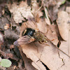 Tachnid Fly (no common name)