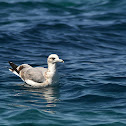 California Gull (Juvenile)