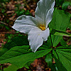 Large White Trillium