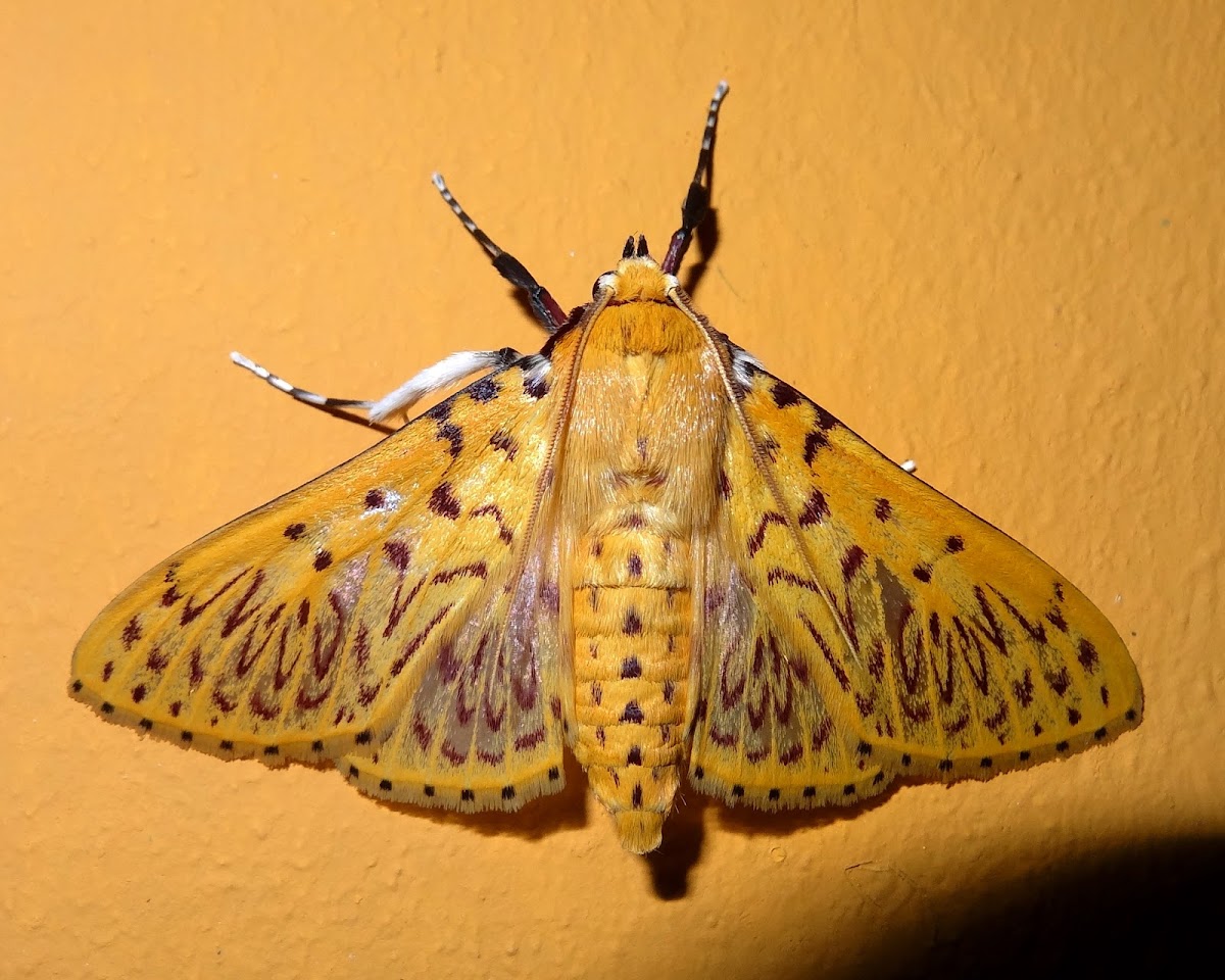 Crambid moth