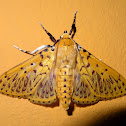 Crambid moth