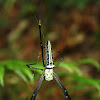 Giant Golden Orbweaver