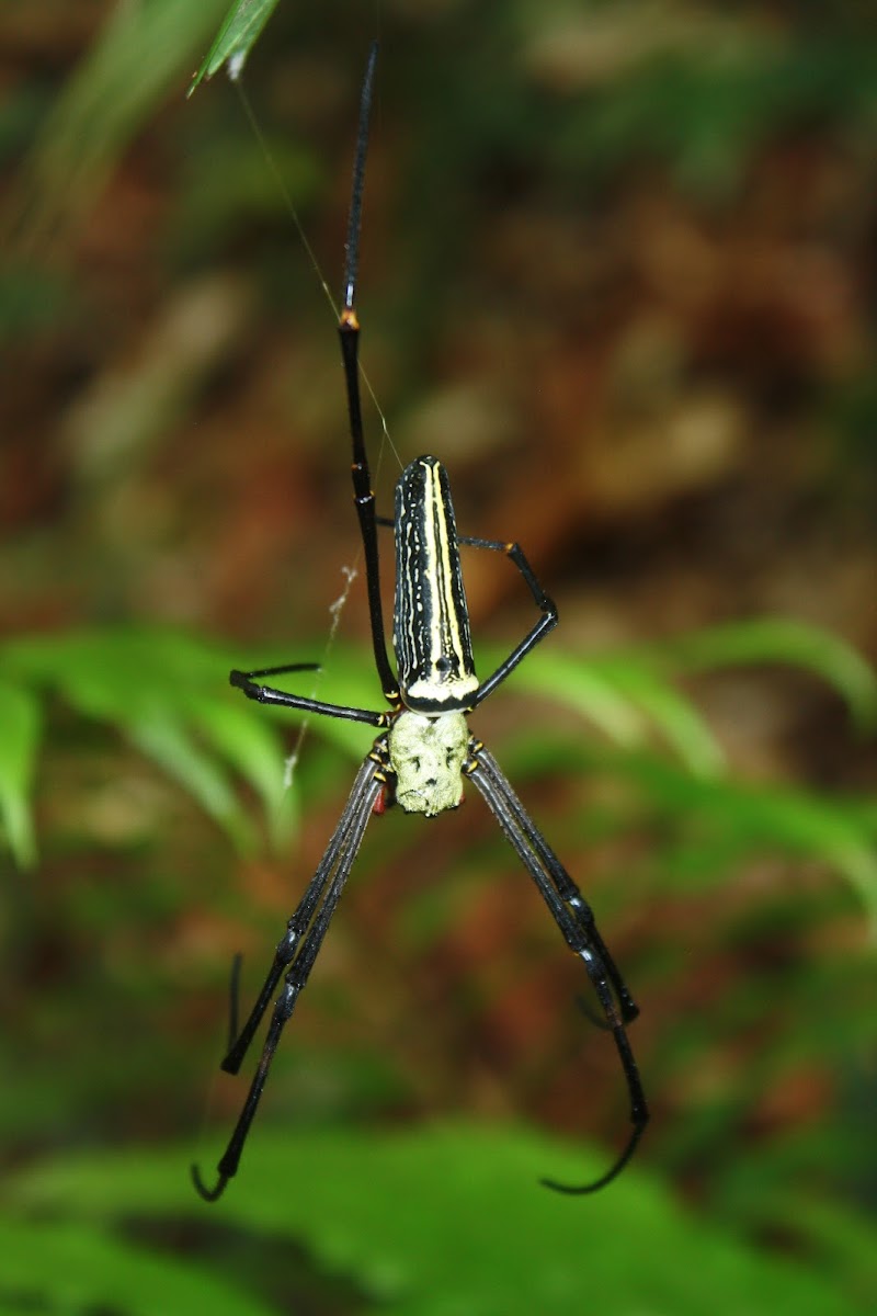 Giant Golden Orbweaver