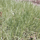 Fine fescue grass