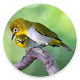 Download Kicau Burung Pleci Offline Lengkap For PC Windows and Mac 1.0