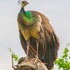 Indian peafowl, common peafowl, blue peafowl (female / Peahen)