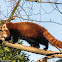 Red Panda