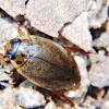 Predaceous Diving Beetle