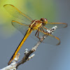 Golden-Winged Skimmer