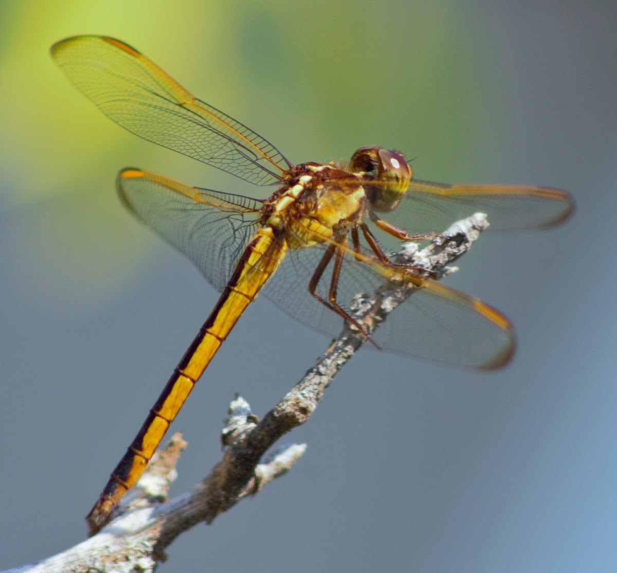 Golden-Winged Skimmer