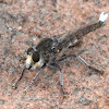 Robber Fly