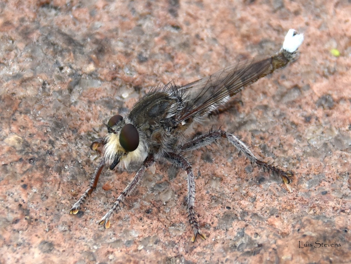 Robber Fly