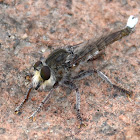 Robber Fly