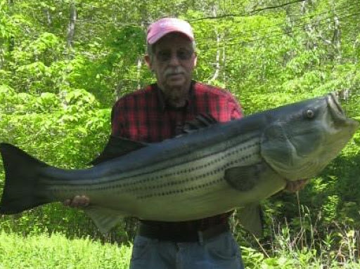 My husband caught this 52 pound striper!  This was caught from his boat close to shore and he had it made into a fiberglass mold.