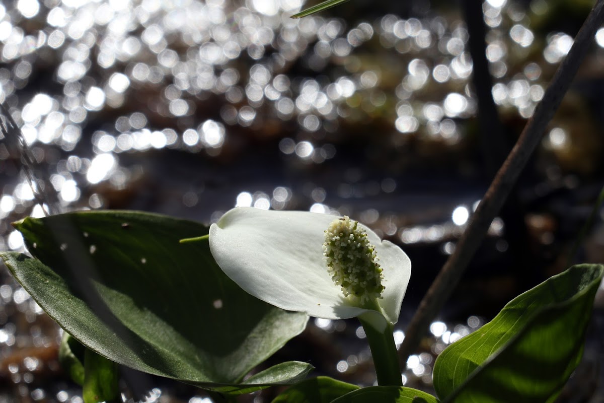 Water Arum