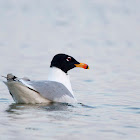 Pallas's gull