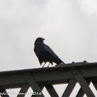 Carrion Crow