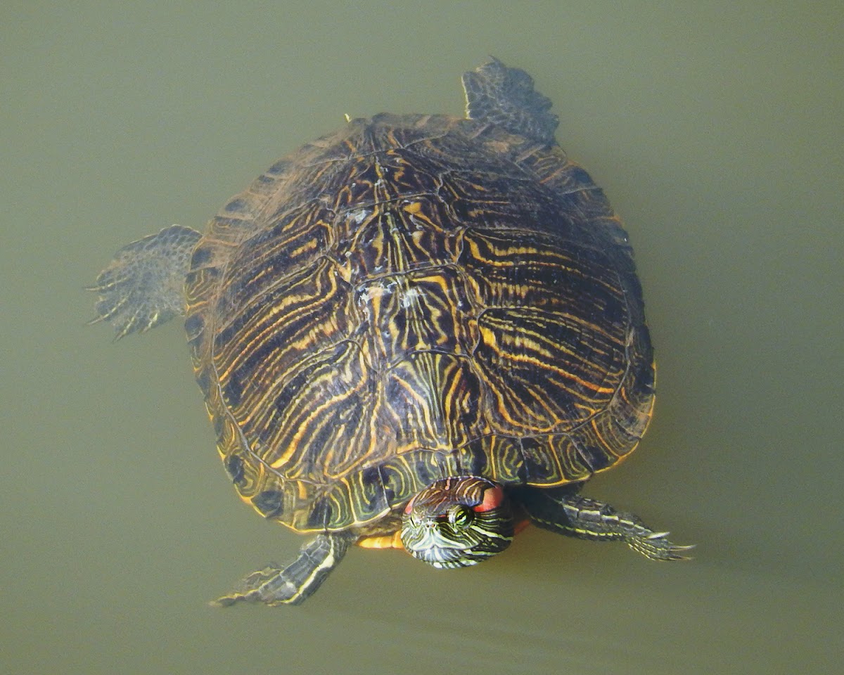 Red-Eared Slider