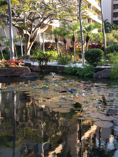 Koi Pond