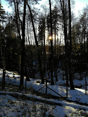 Il bosco addormentato di Silvia1990