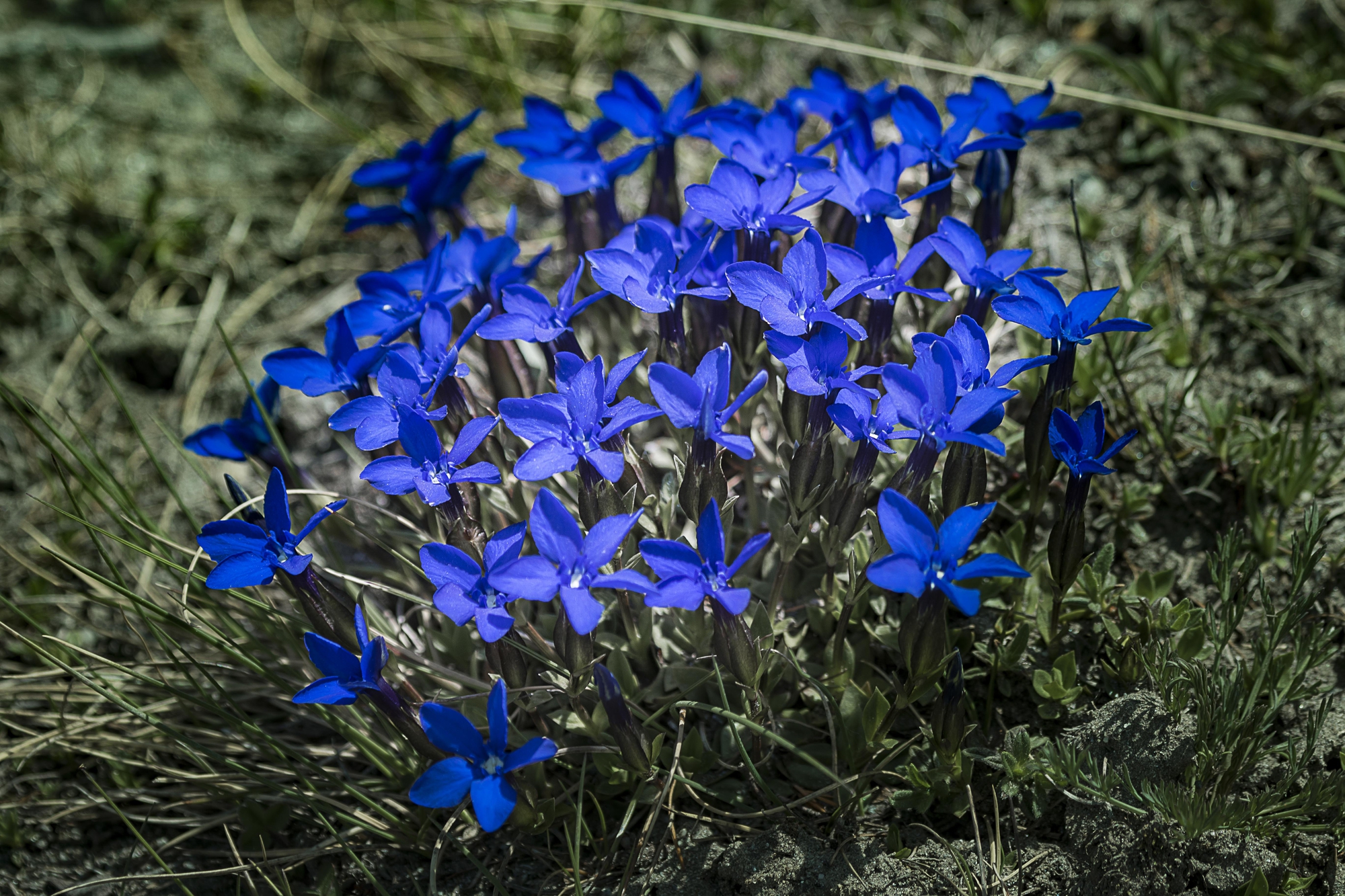 quel mazzolin di fiori di dadu90