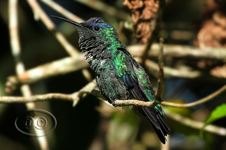 Beija-flor-de-fronte-violeta (Violet-capped Woodnymph) - Male