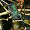 Beija-flor-de-fronte-violeta (Violet-capped Woodnymph) - Male