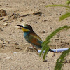 European bee-eater