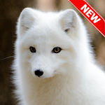 Cover Image of Unduh Fox Wallpaper 1.0 APK