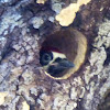 Acorn woodpecker