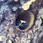 Acorn woodpecker