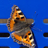 Small Tortoiseshell