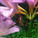 Silver spotted leaf skipper.