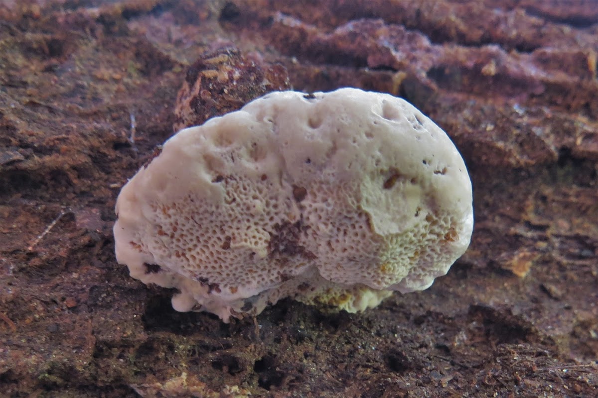 Fungus