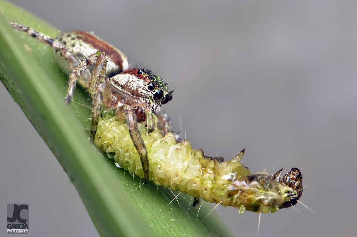 Jumping Spider