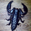 Rainforest Scorpion