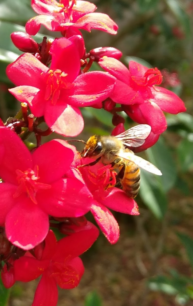 Bee