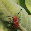 Red Milkweed Beetle