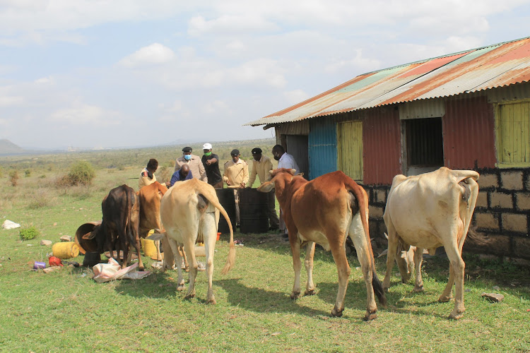 Cows lick grass after local provincial administrators poured chang'aa nabbed from a local brewer at County village in Athi River, Machakos County on February 12.