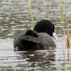 Coot