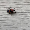 Boxelder Bug