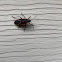 Boxelder Bug