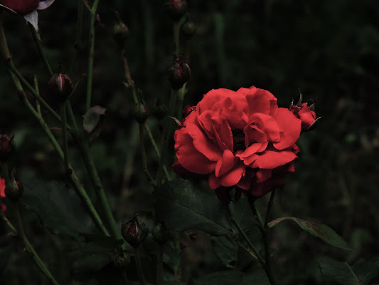 The delicacy of love for the rose! di ClaudiuGFeru