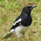 Magpie Robin, male. দহিকতৰা