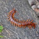 Chinese Red-headed Centipede