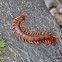 Chinese Red-headed Centipede