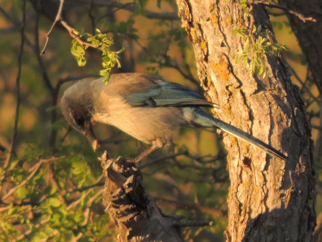 Western Scrub-Jay