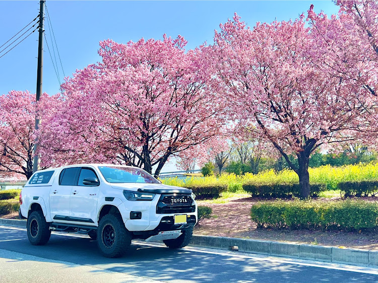 ハイラックスのハイラックスGUN125・GR SPORT・サクラと愛車・桜シーズン開幕に関するカスタム事例の投稿画像1枚目