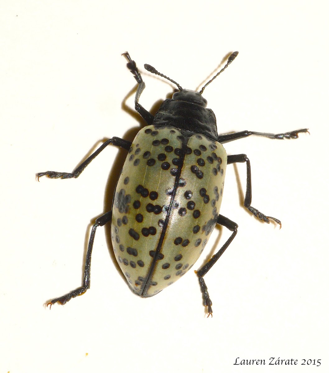 Pleasing Fungus Beetle